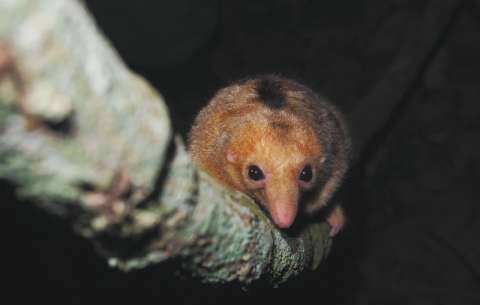 Así se trabaja en la conservación de los osos hormigueros en Colombia