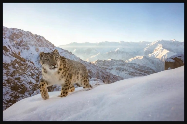 Sascha Fonseca ganó en la categoría de animales en su hábitat con su imagen de un leopardo de las nieves en el Himalaya indio.