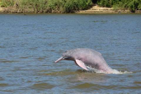 Recorren el río Orinoco y Vichada para entender cómo proteger manatíes y delfines