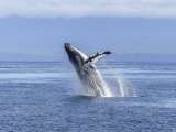 ¿Cuál es el mejor mes para ver ballenas en Colombia?