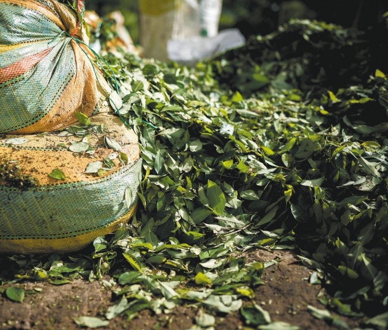 Crisis y oportunidad: entendiendo el colapso del mercado de coca en Colombia