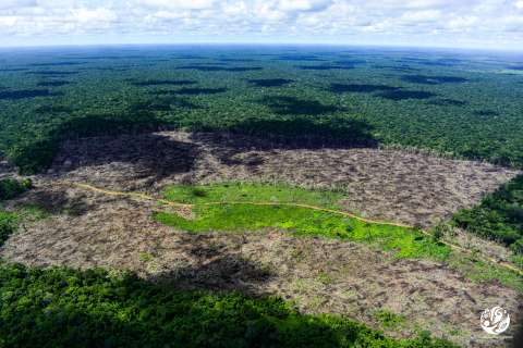 EE. UU. anuncia proyecto con países de la Amazonía contra delitos ambientales