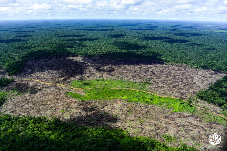 Ganadero brasileño deberá pagar 50 millones de dólares por daños a la Amazonia