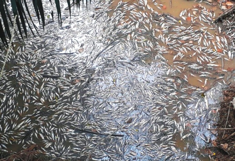 Mortandad de peces en el río Magdalena