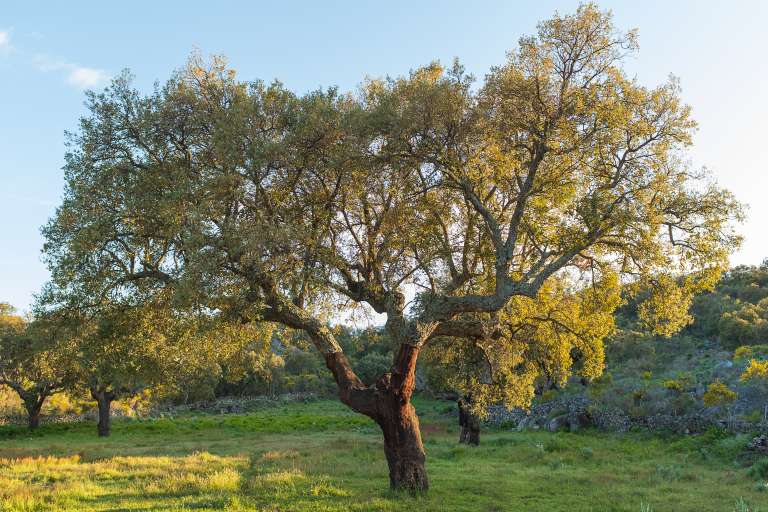 Una planta tradicionalmente utilizada para teñir es el Olea europaea. Este árbol, que puede alcanzar hasta 15 metros de altura, es ampliamente reconocido por su fruto —la aceituna— y su importancia en la gastronomía. Sin embargo, en el mundo de los tintes naturales, son sus hojas las que cobran protagonismo, ya que permiten obtener tonos suaves como beiges, cremas e incluso amarillos pálidos, aportando una paleta sutil y elegante a los textiles.