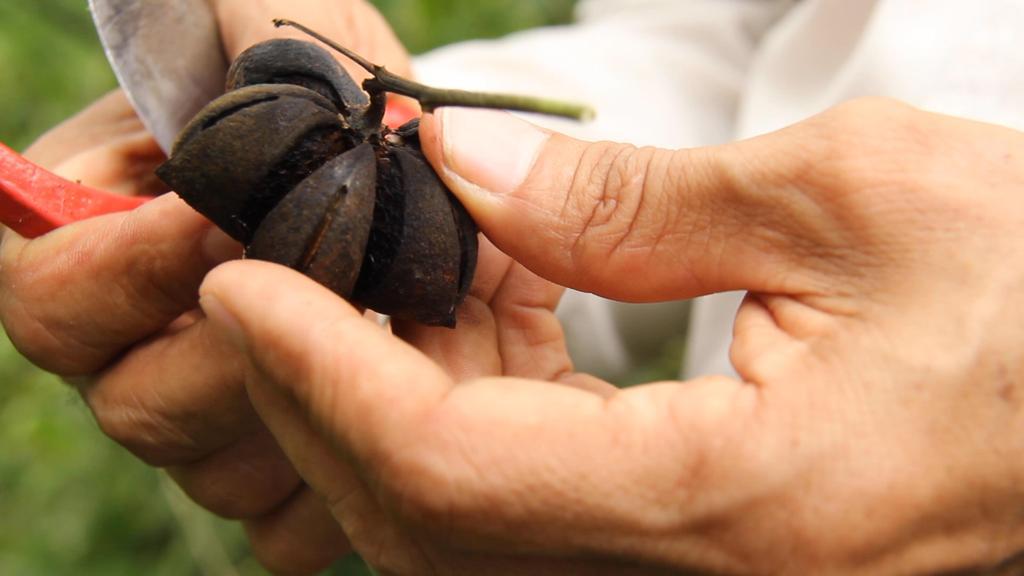Semilla de sacha inchi, considerada un super alimento por sus propiedades proteínicas y sus niveles de omegas 3, 6 y 9.