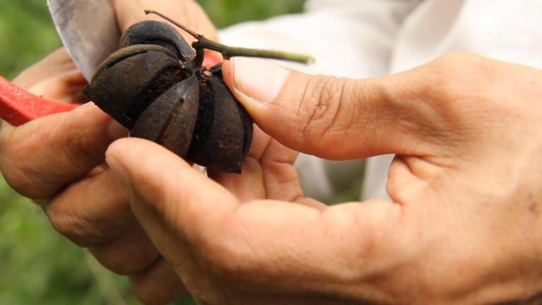 Sacha Inchi: la semilla de paz que Colombia quiere plantar en el mundo