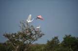 Flamenco rosado, afectado por construcción de parques eólicos en La Guajira