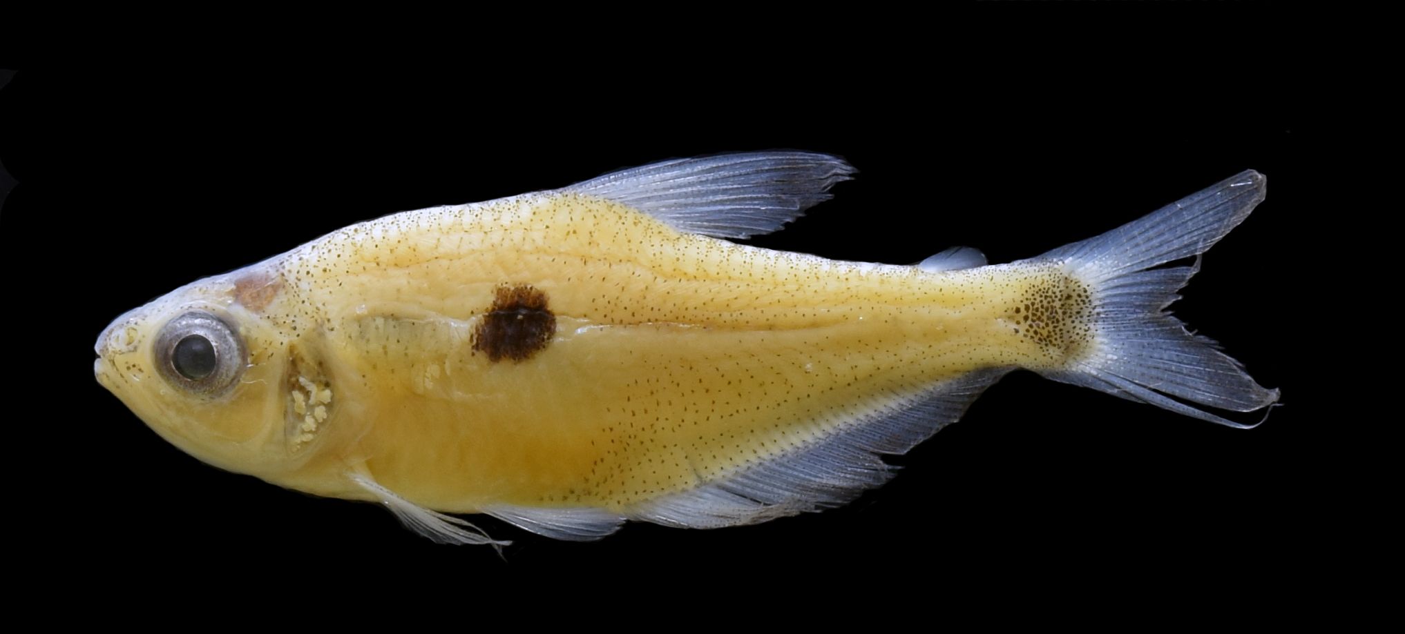 Pez de la especie Phenacogaster Yarí, hallado en el río Yarí, uno de los afluentes del río Caquetá, en la frontera sur del Parque Nacional Natural Chiribiquete.