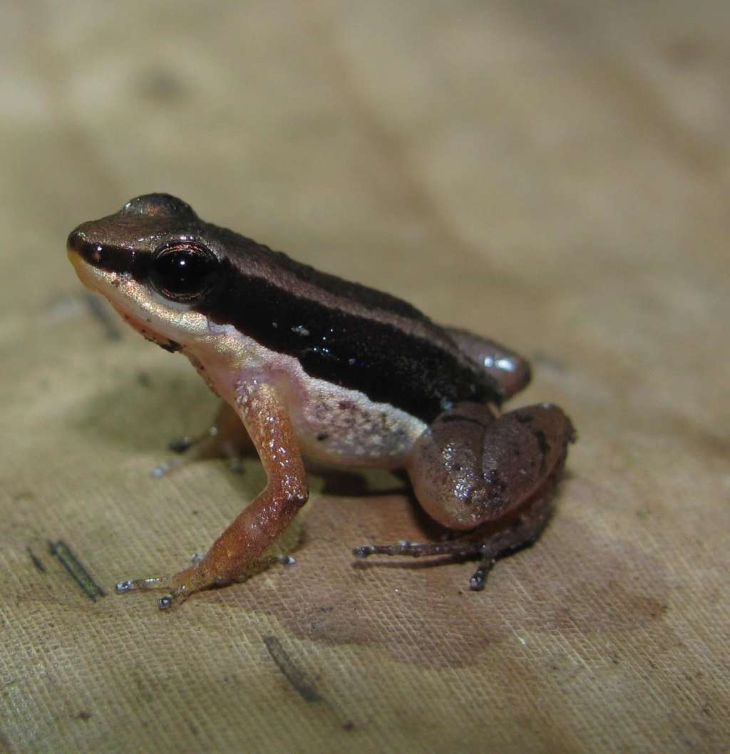 Allobates trilineatus