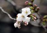 Cerezos en flor en Tokio 2026: el hanami llega adelantado y emociona a Japón