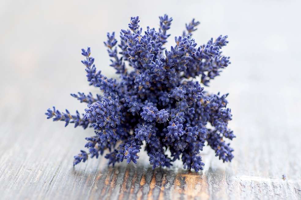 Lavandula angustifolia bunch of flowers in bloom tied with jute white rope, purple scented flowering plant on wooden table