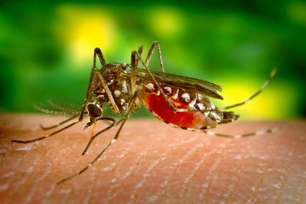De los casi 500.000 años de vida perdidos el 26,6 % correspondió a dengue, el 71,2 % a chikunguña, y solo el 2,2 % a zika.
/ Pixabay