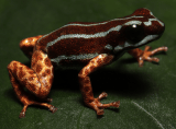Descubren una especie “celestial” de rana dardo en la Amazonía
