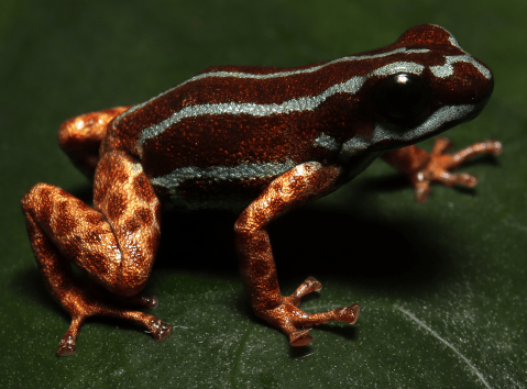 Descubren una especie “celestial” de rana dardo en la Amazonía