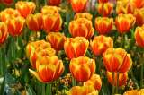 Tulipanes: ¿cómo cultivarlos y cuáles son sus cuidados?