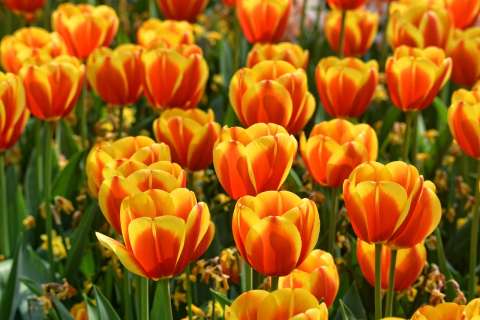 ¿Cómo conservar los bulbos de los tulipanes?