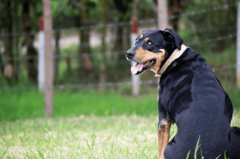 Animales fueron llamados “casos perdidos”, pero este lugar les dio una oportunidad