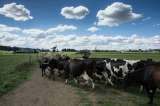 Ganaderos, preocupados por bajo precio internacional de la leche