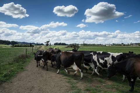 Ganaderos, preocupados por bajo precio internacional de la leche