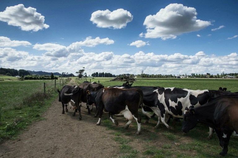 Ganaderos, preocupados por bajo precio internacional de la leche