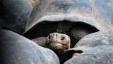 Una tortuga de 135 años acaba de ser papá