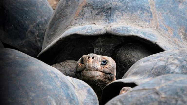 Una tortuga de 135 años acaba de ser papá