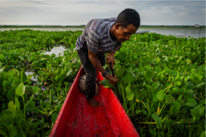 Nueva Venecia: un pueblo anfibio de la Ciénaga Grande al que una especie invasora está a punto de arrasar