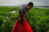 Nueva Venecia: un pueblo anfibio de la Ciénaga Grande al que una especie invasora está a punto de arrasar