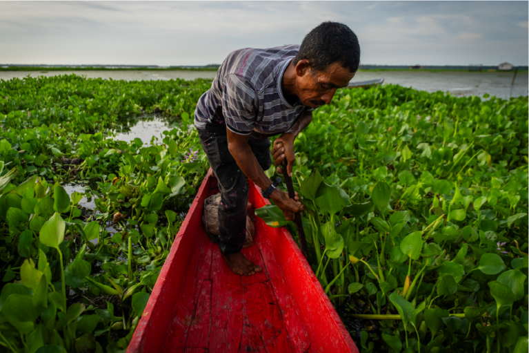 Nueva Venecia: un pueblo anfibio de la Ciénaga Grande al que una especie invasora está a punto de arrasar