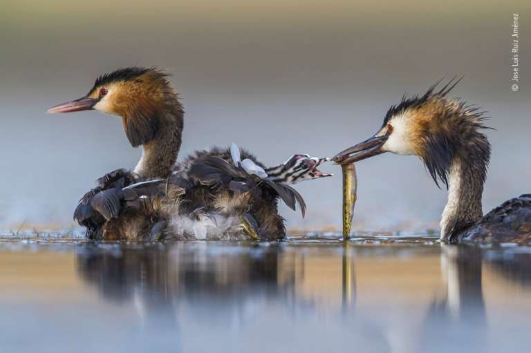 “Great Crested Sunrise”, fotografía ganadora en la categoría Comportamiento: Pájaros