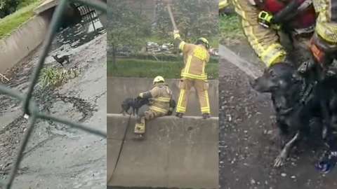 Perro es rescatado tras caer en un canal de aguas en Bogotá