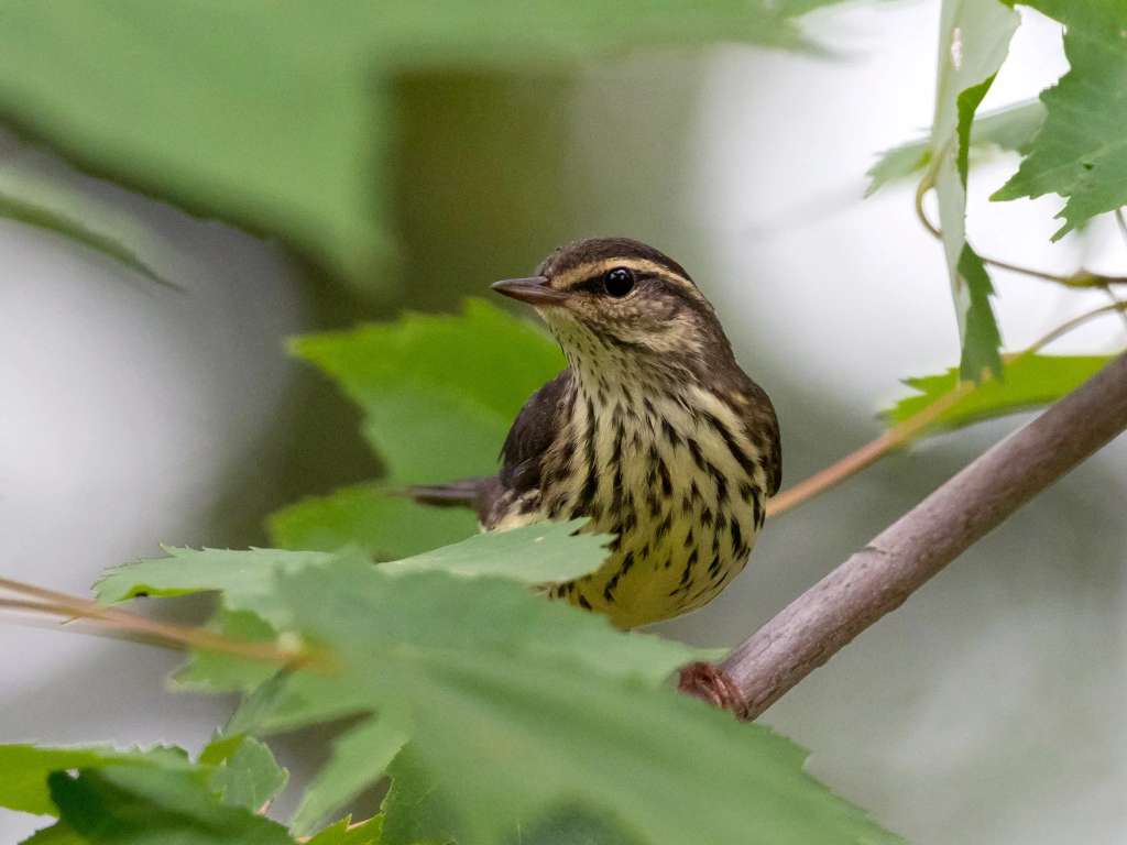 Las claves que nos dan las aves migratorias para proteger los ecosistemas