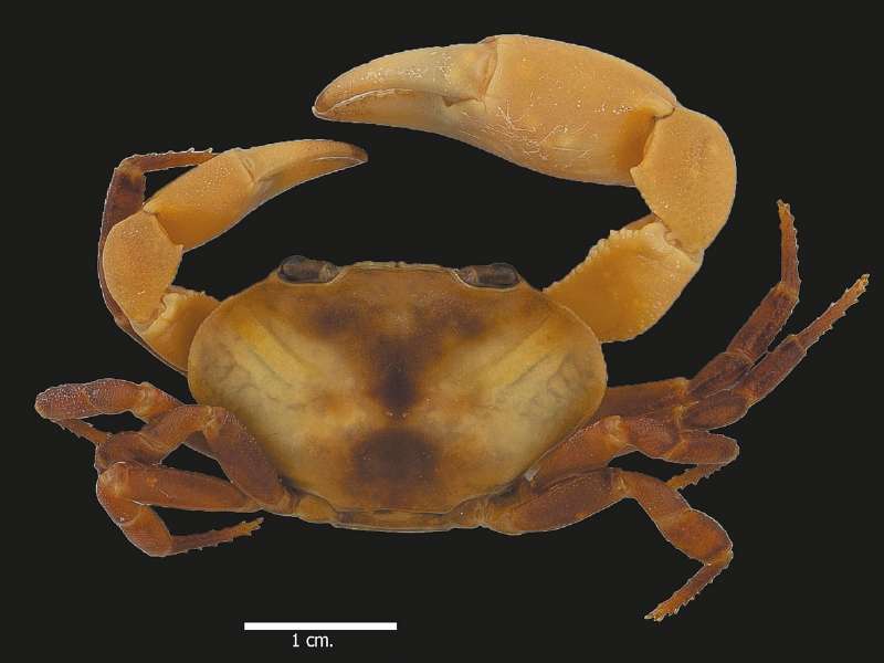 Con esta imagen fue reseñada la nueva especie en la revista Zootaxa.