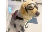 Canela, la perrita de servicio que conmovió a todos al graduarse junto a su dueña