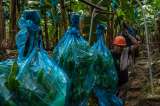 Así resiste el banano colombiano la incertidumbre de exportar a Estados Unidos