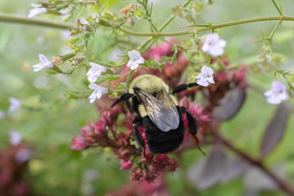 La reina del abejorro (Bombus impatiens) busca alimento para acumular reservas de energía y prepararse para la diapausa invernal. Crédito de la foto: Lucas Borg-Darveau.