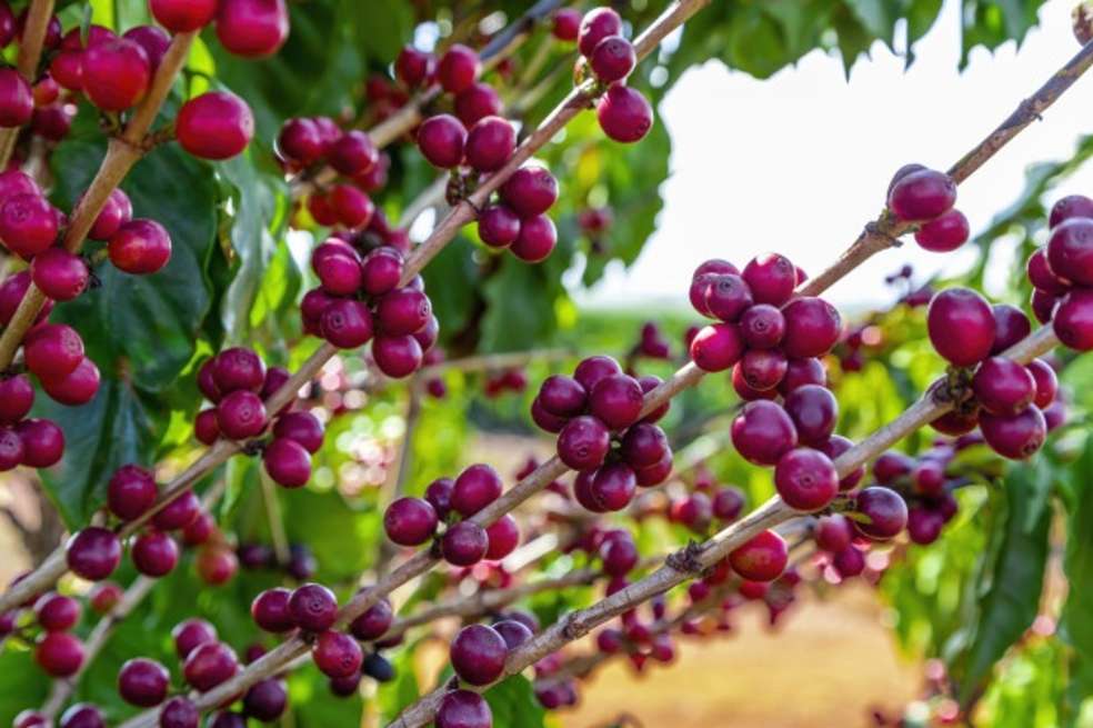 El Eje Caferero, un destino imperdible para visitar cuando no haya limitaciones.