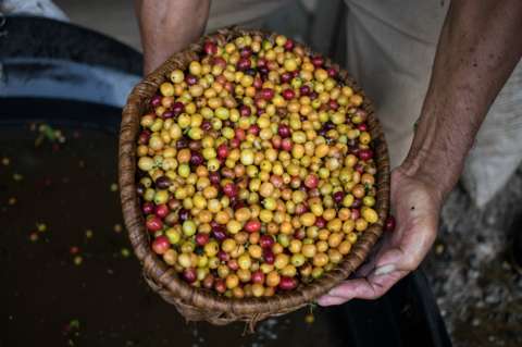 Producción de café aumentó 5 % en abril frente a 2017