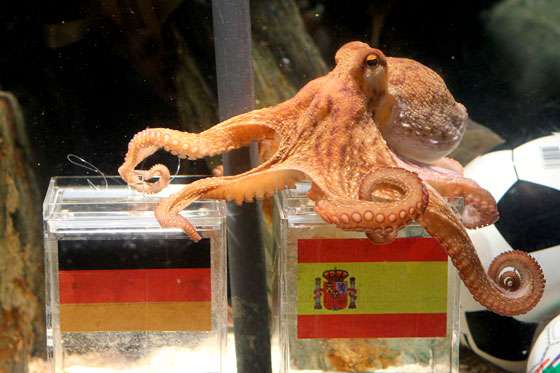 El pulpo Paul se jubila