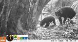 Los videos de estas osas andinas junto a sus crías confirman nuevos nacimientos en Huila