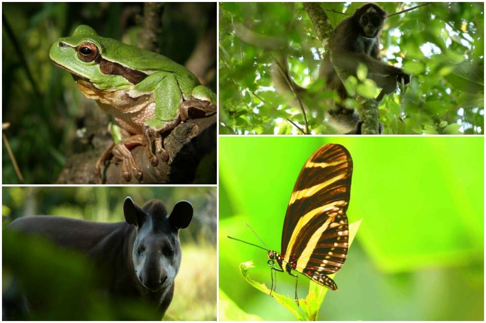 En Colombia han sido identificadas cerca de 55.000 especies, lo que convierte al país en el segundo más biodiverso del planeta, sólo después de Brasil. / iStock y Mauricio "Pato" Salcedo - WCS