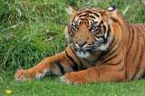 Por un pelo, sugieren que especie de tigre declarada extinta aún vive