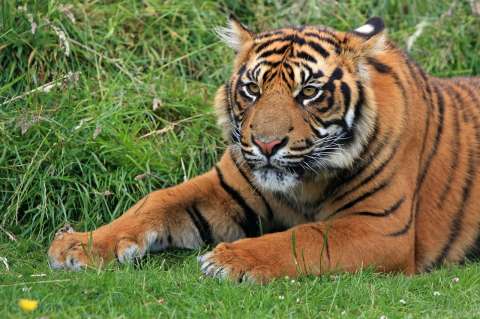 Por un pelo, sugieren que especie de tigre declarada extinta aún vive