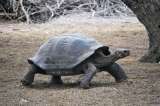 La especie invasora que amenaza las rutas migratorias de las tortugas gigantes en Galápagos