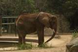 Ruperta, la elefanta desnutrida en un zoológico de Venezuela