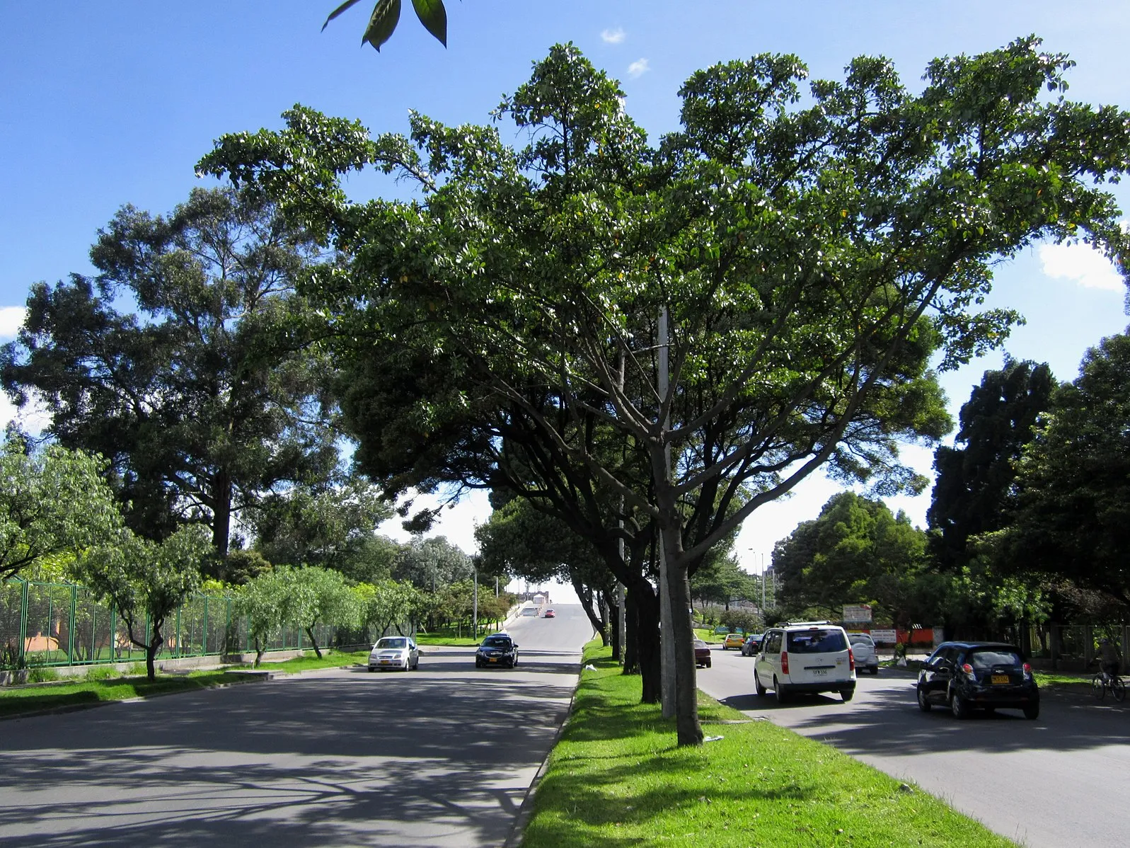 De acuerdo con el Jardín Botánico de Bogotá, la ciudad cuenta con más de dos millones de árboles urbanos.