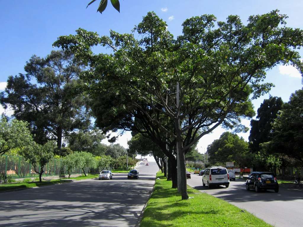 De acuerdo con el Jardín Botánico de Bogotá, la ciudad cuenta con más de dos millones de árboles urbanos.