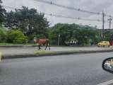 Video: toro se escapó de un camión, corrió y embistió a motociclista en Medellín