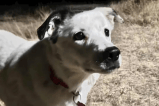 Una perrita duró perdida durante cuatro años y su familia finalmente la encontró